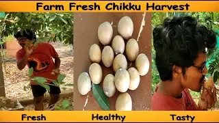 Farm Fresh |Chikoo|Harvest