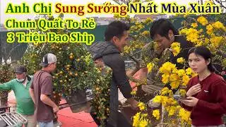 Anh Chị Sướng Ngất Ngây Chốt Vội Chum Quất To Giá 3 Triệu Chợ Hoa Xuân Cổ Linh Long Biên