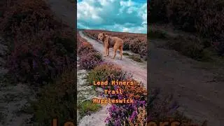 Explore the old Sikehead Lead Mines of Muggleswick #countydurham #leadmines #minerstrail #urbex