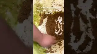 How to properly clean your dogs bowl 🐶 #explore #viralvideo #apbtlove #like #share #dogs #health