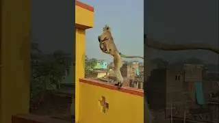 Watch How a Langur Runs Across the Rooftop Carrying Her Baby 🐒👶