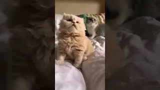 cute little kitten 😍😍#shorts #cutebabycats #shortsvideo #nicecat #subscribe