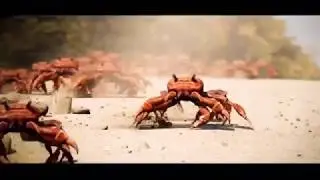 Crab Congratulations Rave [Congratulations + Crab Rave Mashup]