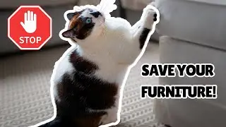 What ACTUALLY Worked to Stop My Cat&rsquo;s Furniture Scratching&hellip;