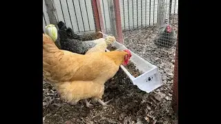 Revolutionary Chicken Rain Gutter Feeder