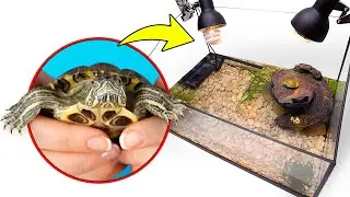 Menyusun Terarium untuk Dua Ekor Kura-Kura Brasil Lucu