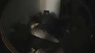 Wake Up Friend With Gas Scooter