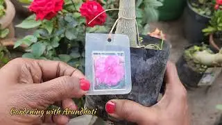 कुछ खास नए प्लांट्स  मेरे गार्डन के लिए 🌿Some exotic plants for my terrace garden 🏡🌹#trending