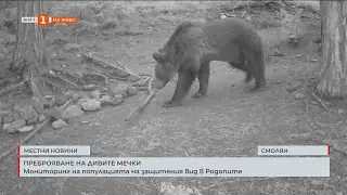 Преброяване на дивите мечки
