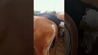 Neval mandi #viral #shortvideo #funny #shortsviral #matpakao
