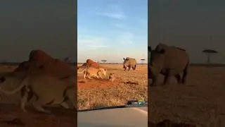 WHAT HAPPENS? Mother lion vs Rhinoceros - A Baby in Danger!