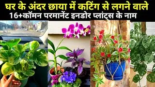 घर के अंदर छाया में कटिंग से लगने वाले 16+कॉमन परमानेंट इनडोर प्लांट्स के नाम।