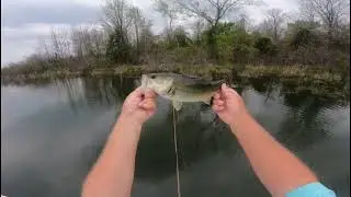 How to catch bass on dry flies. #flyfishfork #lake Fork #flyfishing flyfishfork.com