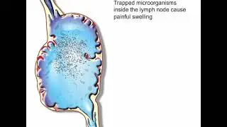 Lymph nodes(लसीका ग्रंथियाँ )🙏