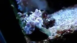 Hymenocera Picta - poluje na Asterinia sp.