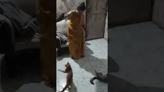 mere do video viral Hui Hai #funny #cat #viral #cutecat
