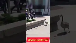 Duck attacks humans !! #shorts