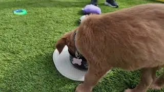 Ptlom Silicone Pet Feeding Mat for Dogs and Cats