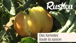 Des tomates toute la saison