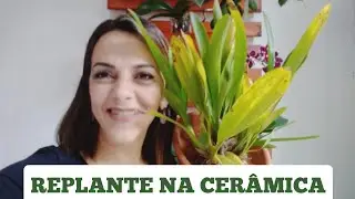 ONCIDIUM SHERRY BABY! REPLANTE EM PRATO DE CER&Acirc;MICA 🍀🙏
