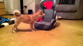 Sushi the Shiba Inu investigates the child seat...