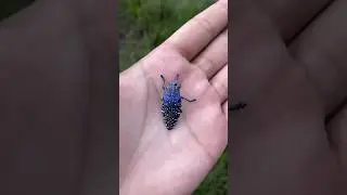 THIS IS THE MOST BEAUTIFUL INSECT ON EARTH! Madagascar Blue Jewel Beetle #shorts #trending