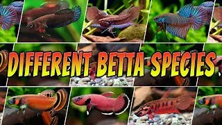 Types of Different Betta Species - Top 10 Rare & Common Aquarium Betta Fish