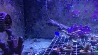 Blue Reef Chromis