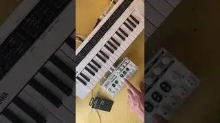 Record and arpeggiate chords instantly. #arpeggiator #sequencer #synth #synthesizer #synthwave