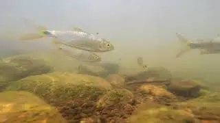 Brycinus nurse and Labeo parvus in the Gambia River, Senegal