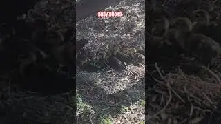 1 day old baby ducks