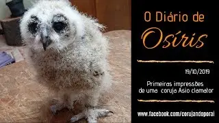 Primeiras impress&otilde;es de uma coruja Asio clamator