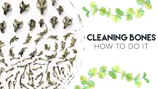 HOW TO CLEAN BONES & DISSECT OWL PELLETS