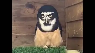Galaxy our Spectacled Owl