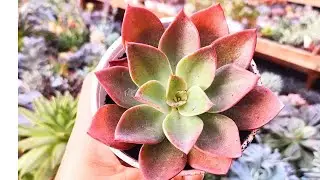 Top 10 Suculentas da semana Echeveria sitifukumiama, glória, roseo grandis, merida, Lulu, halbingeri
