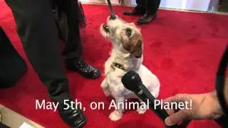 Uggie Urges You To Watch The 26th Genesis Awards
