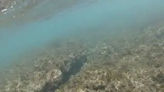 Snorkeling Waikiki and...SHARK!