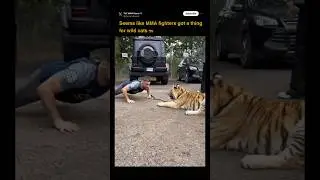 🐅UFC fighters love wild cats #mma