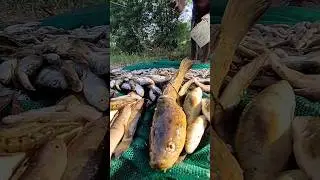 Fishing mini vlogs 😉#fishing #shots#ytshots #ytshortsvideo #youtube shorts #fish  #viral #vlogger