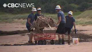 This team cleans P.E.I.'s beaches all summer. Now they want Islanders to pitch in