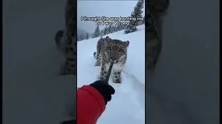 Mother Snow Leopard Led&nbsp;Me&nbsp;To&nbsp;Her Dying Cub - This Rescue Changed Everything&nbsp;🏔️ #animalrescue#shorts