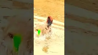 Colourful Duck Shaking Its Feathers after Bathing. Duck swimming#shorts#subscribe#birdlovers#asmr