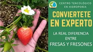 La real diferencia entre fresas y fresones