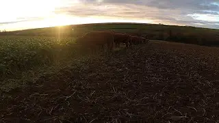 Out wintering cattle.