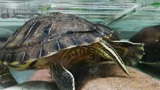 Exo pets - turtles