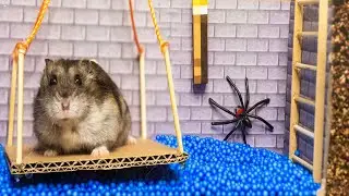 🐹 Hamster Escapes the Creative Maze for Pets in real life 🐹 in Hamster Stories