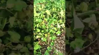 Crystal seeds CCH-369