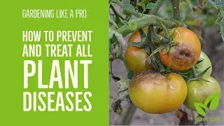 How to PREVENT and TREAT ANY PLANT DISEASE  to achieve 100% success - you have to watch full video