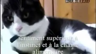 L empathie chez les animaux