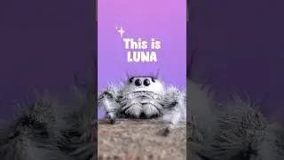 Cute JUMPING SPIDER PET #shorts #cutepet #funnyanimals #petmemes  #phidippusregius  #spidermemes